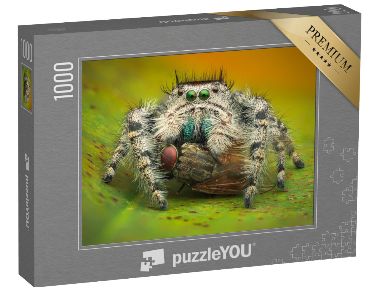 puzzle 1000 dílků „Makrofotografie: skákající pavouk požírá mouchu domácí“