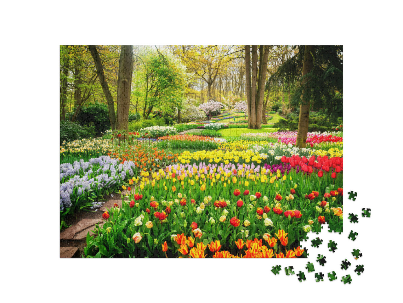 puzzle 1000 dílků „Barevné moře tulipánů v parku“