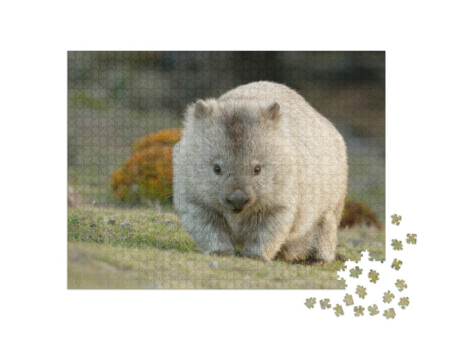puzzle 1000 dílků „Vombat australský, známý také jako medvěd hrubosrstý nebo nahonosý“