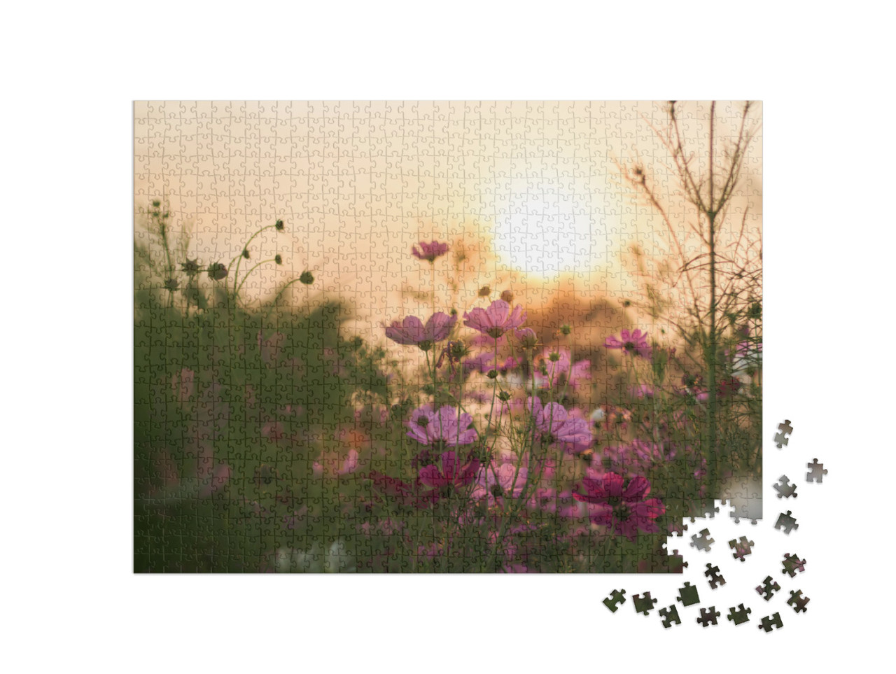 puzzle 1000 dílků „Cosmea v květu ve večerním světle“
