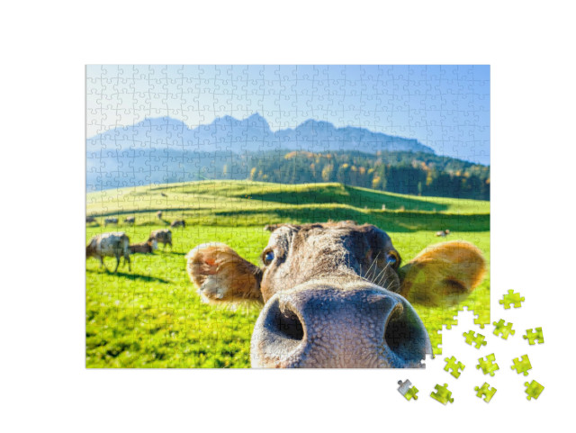 puzzle 500 dílků „Zvědavá kráva“