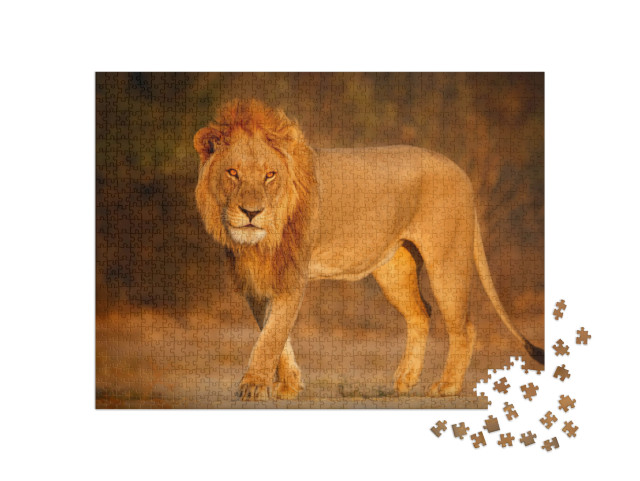 puzzle 1000 dílků „Samec lva v africkém večerním slunci“