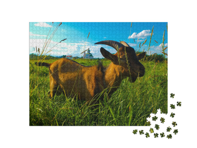 puzzle 1000 dílků „Domácí koza žeroucí svěží trávu na poli ve vesnici“