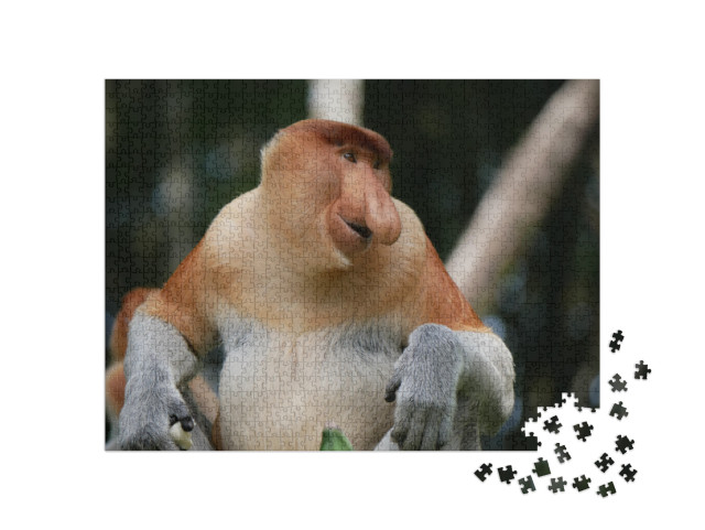 puzzle 1000 dílků „Dospělý samec chobotnaté opice nebo opice s dlouhým nosem“