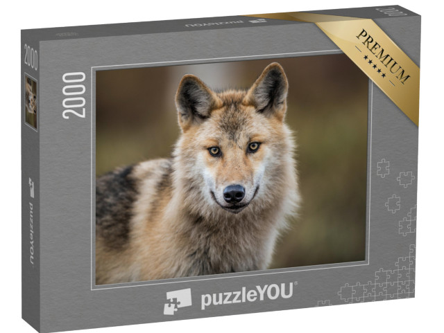 puzzle 2000 dílků „Portrét vlka šedého, známého také jako vlk lesní“