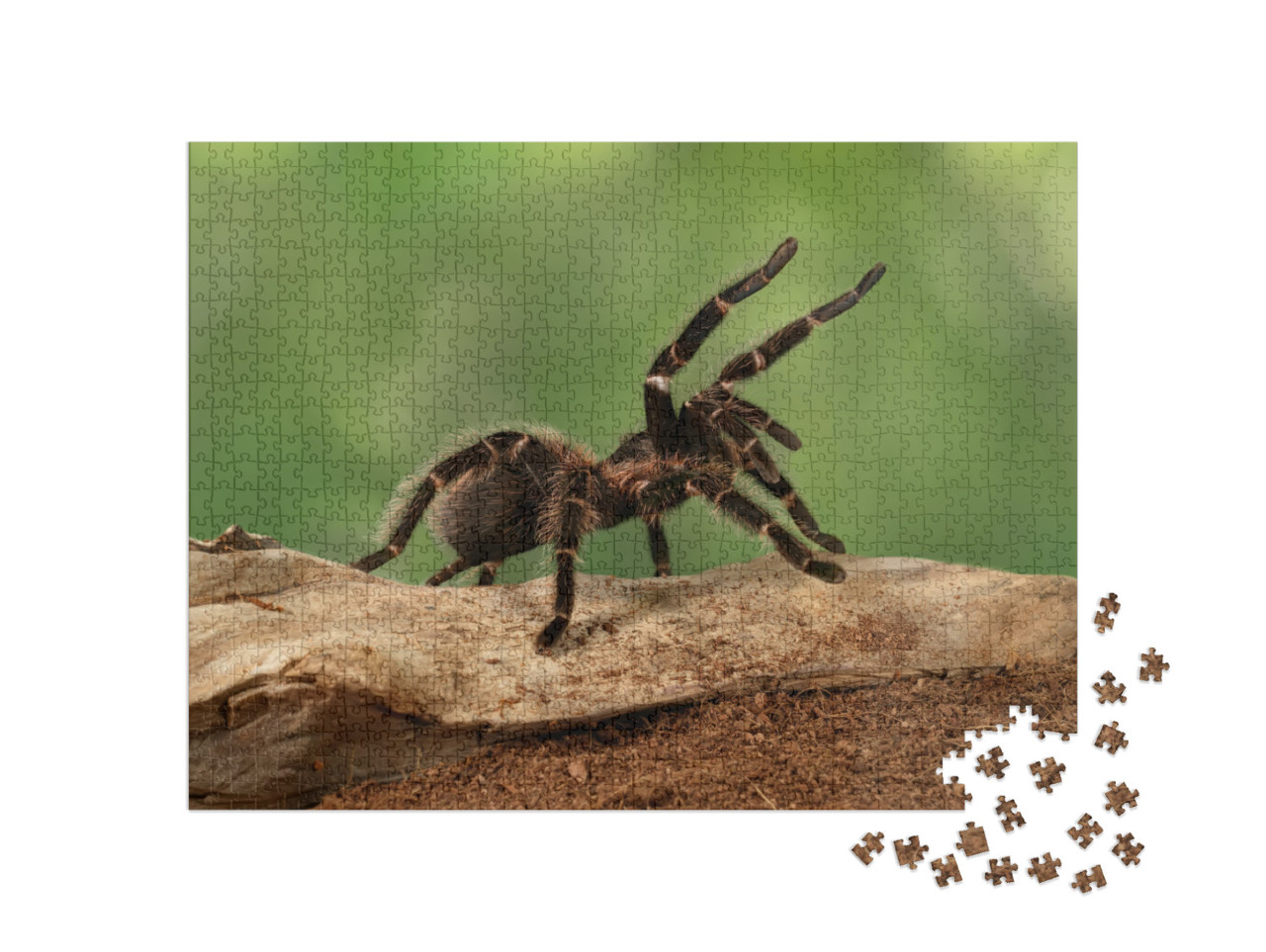 puzzle 1000 dílků „Detailní záběr samice tarantule ve výhružném postoji“