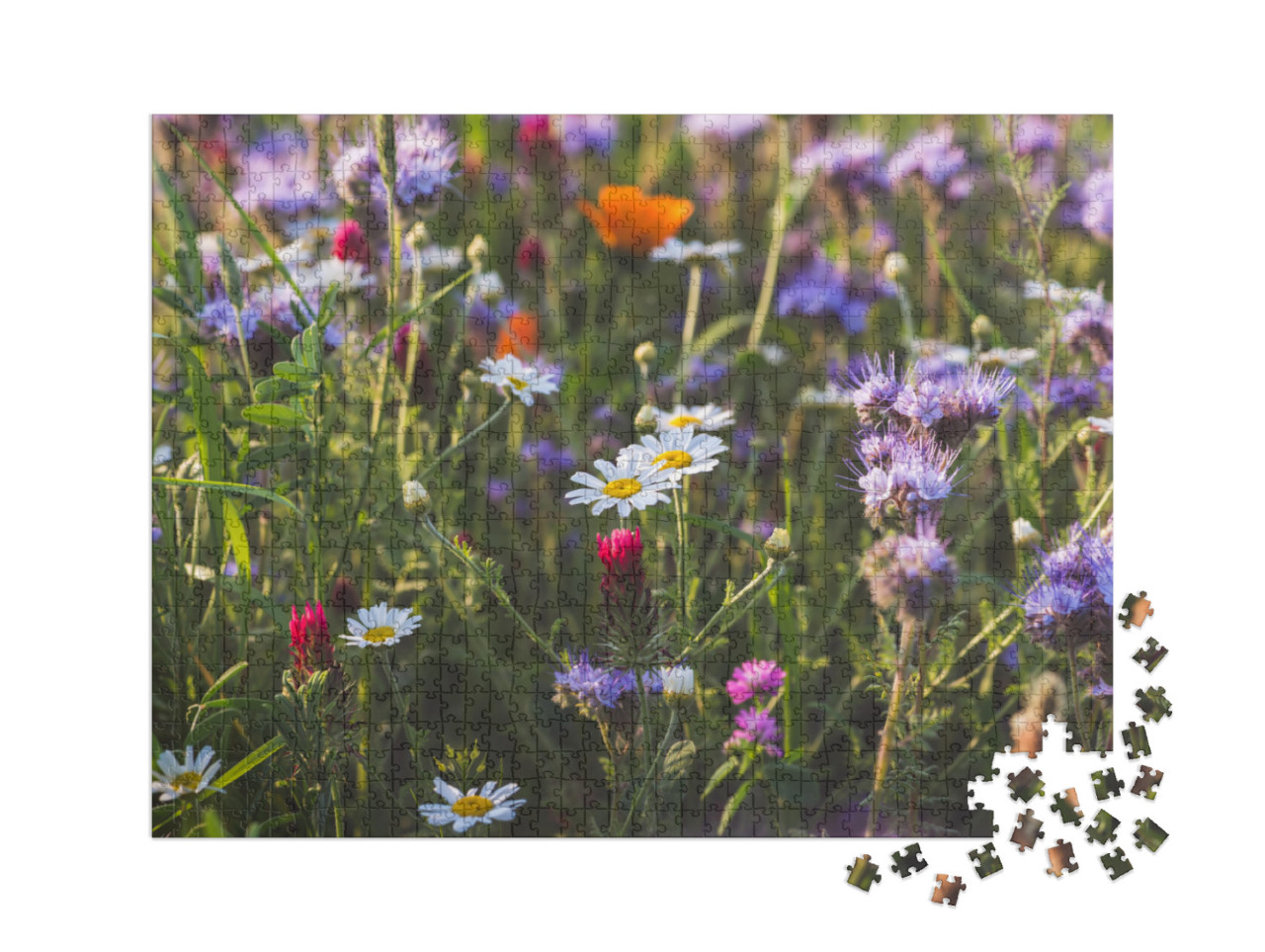 puzzle 1000 dílků XXL „Barevná kvetoucí bylinková louka s fialově kvetoucími facelii a měsíčky lékařskými“