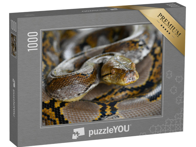 puzzle 1000 dílků „Krajta mřížkovaná, Python reticulatus, Borneo“