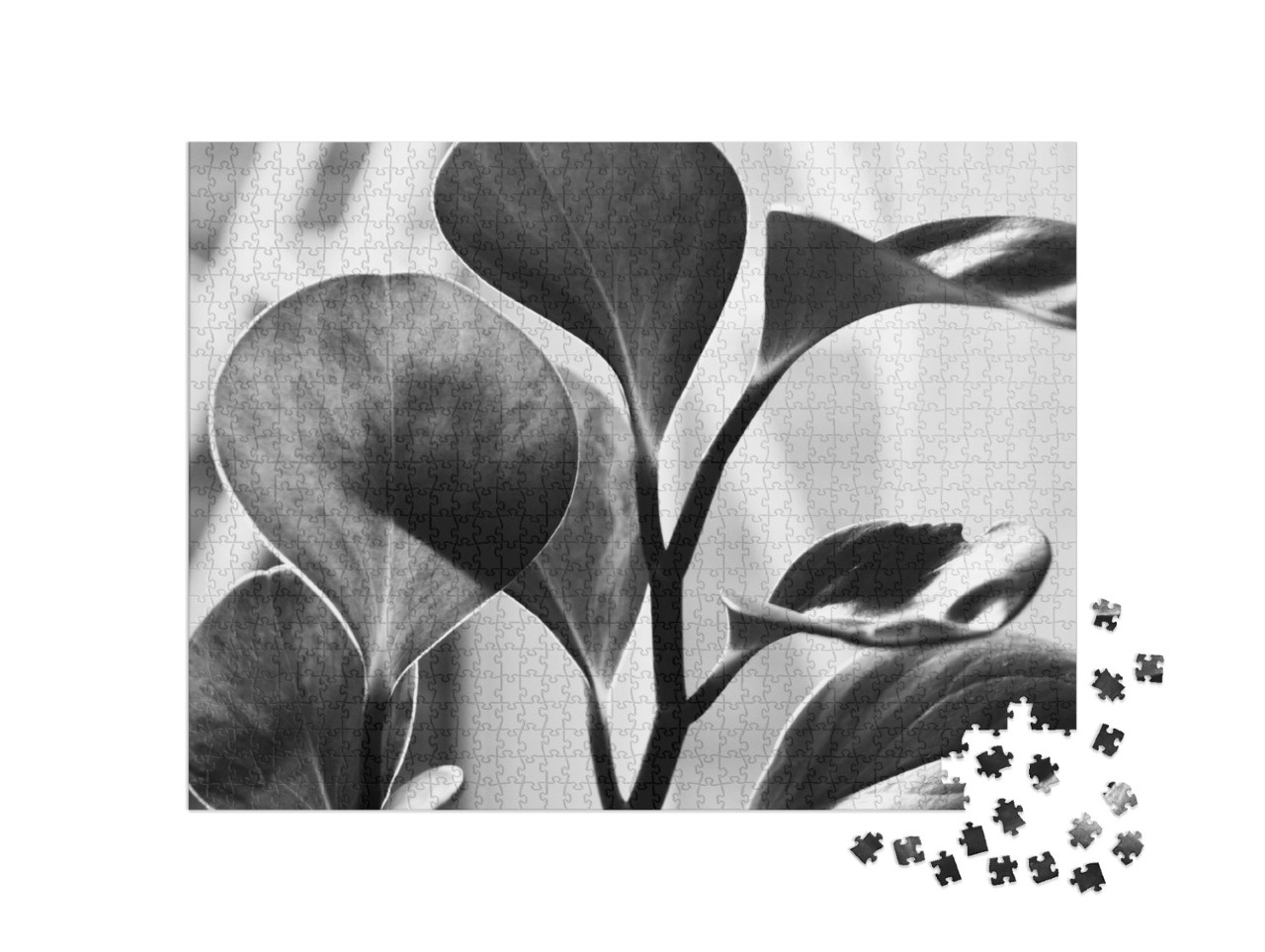 puzzle 1000 dílků „Černobílý záběr zblízka“