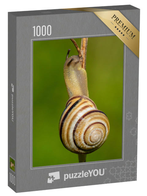 puzzle 1000 dílků „Hlemýžď viniční, Cepaea nemoralis“