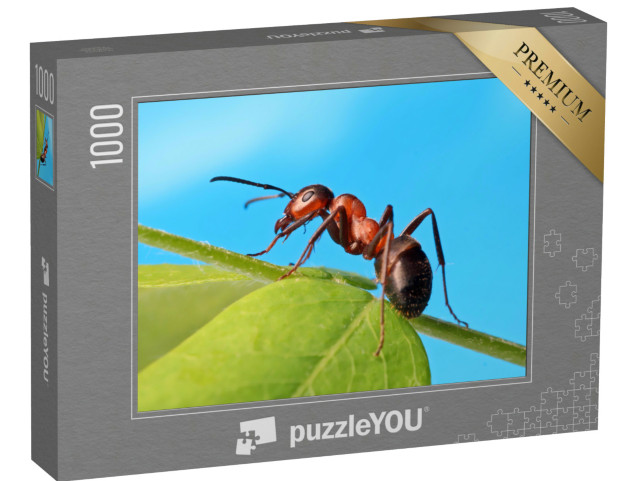 puzzle 1000 dílků „Mravenec odpočívá v trávě“