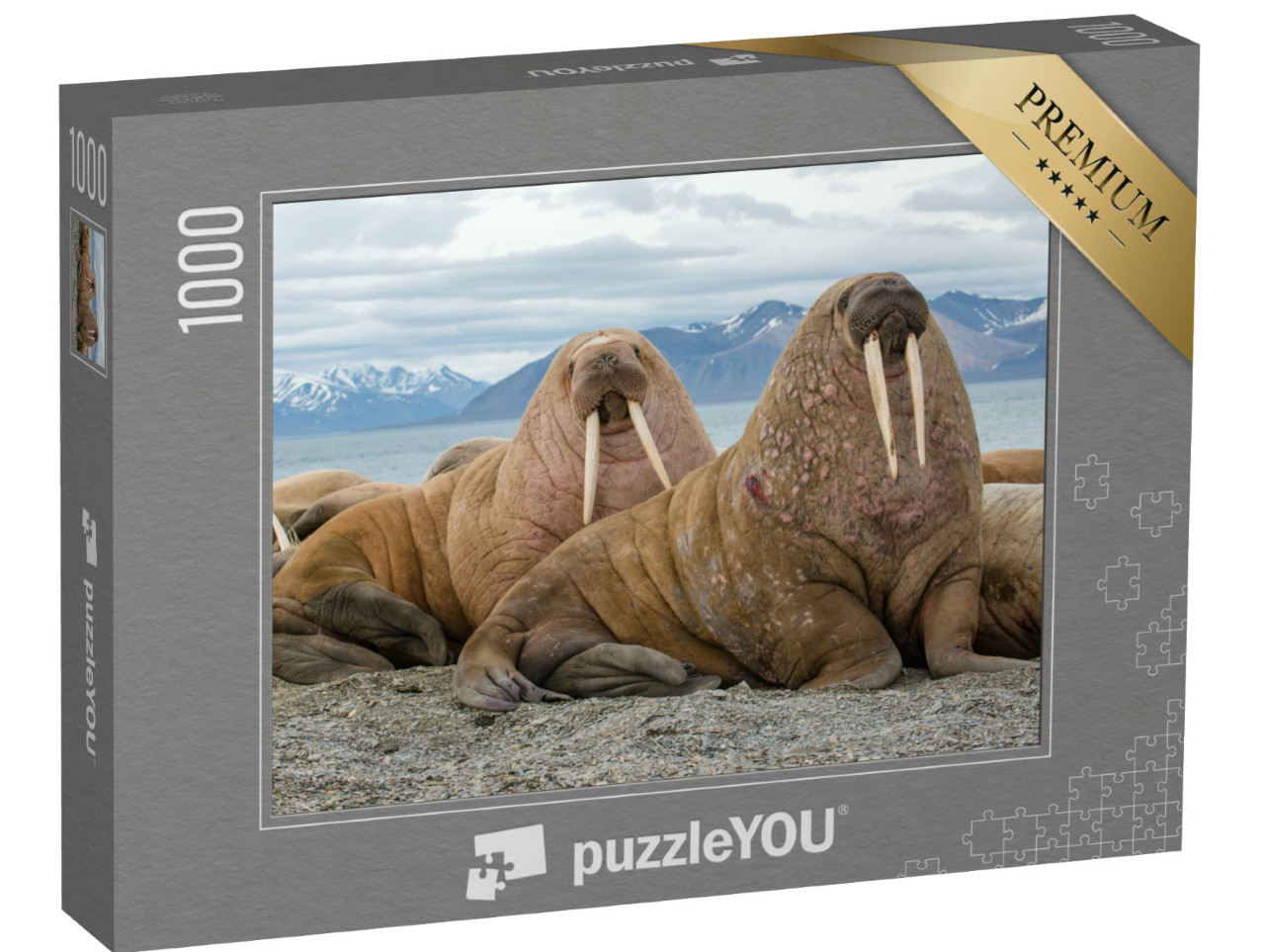 puzzle 1000 dílků „Majestátní mroži ve svém přirozeném prostředí“