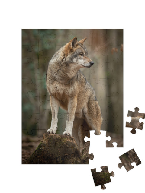 puzzle 48 dílků „Šedý vlk v pachové póze v lese“