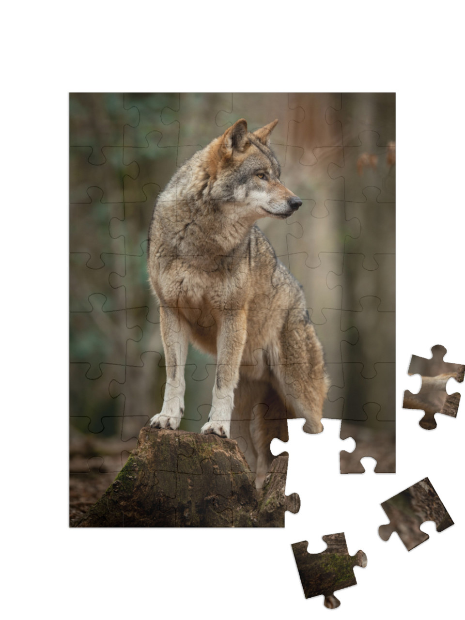 puzzle 48 dílků „Šedý vlk v pachové póze v lese“