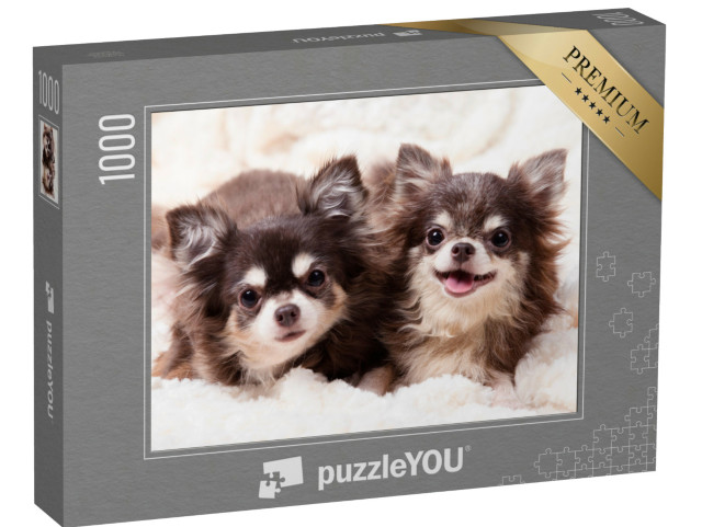 puzzle 1000 dílků „Roztomilí psi čivavy na dece“
