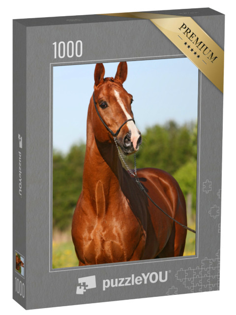 puzzle 1000 dílků „Kaštanově zbarvený trakénský hřebec“