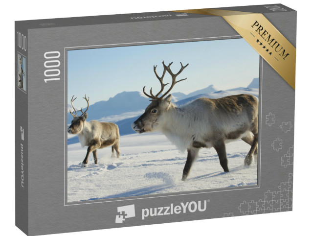 puzzle 1000 dílků „Sobi na severu Norska“