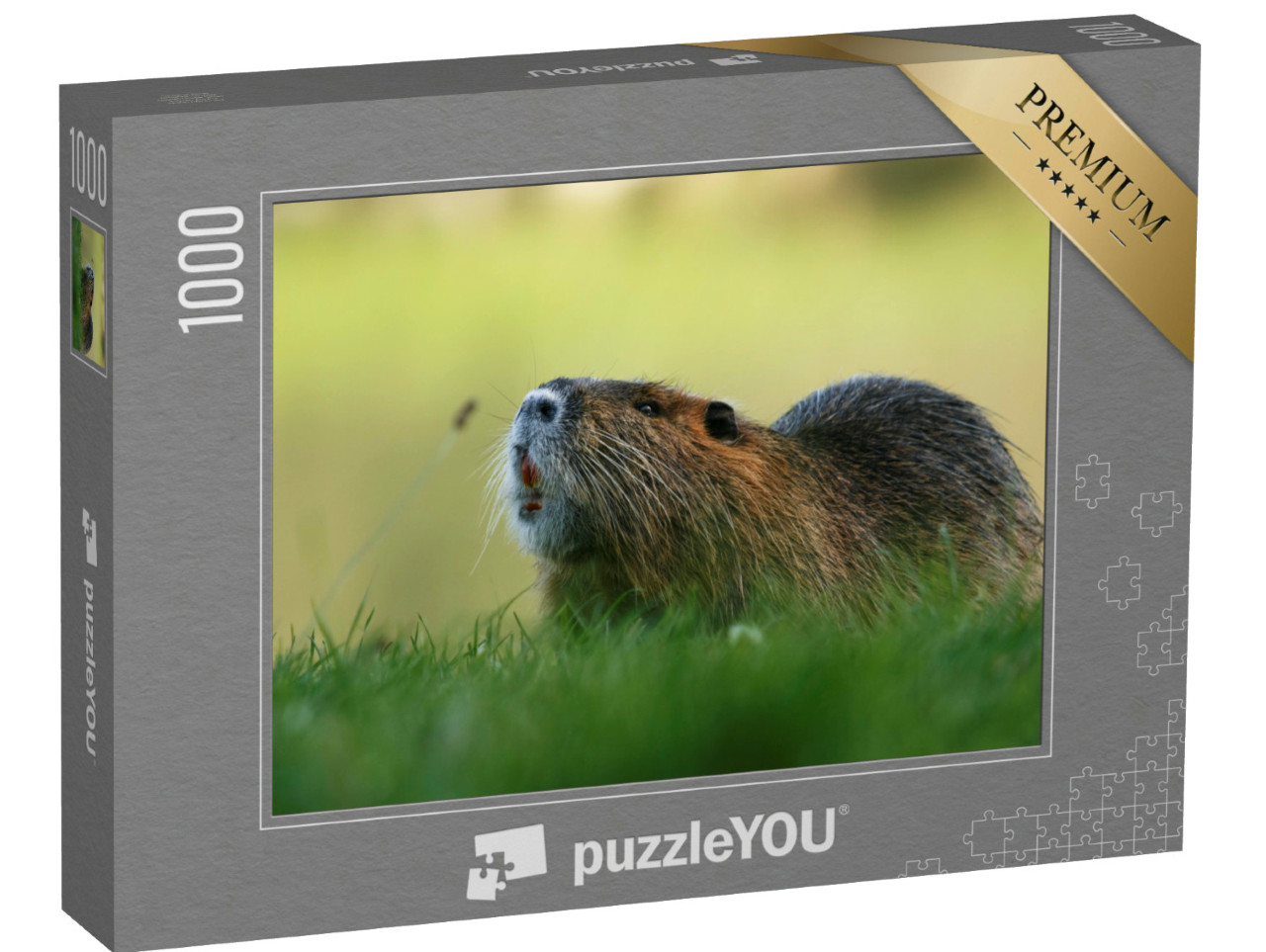 puzzle 1000 dílků „Hlodavec Coypu v trávě“