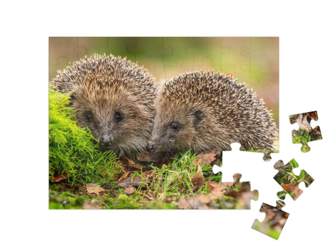 puzzle 48 dílků „Dva ježci se mazlí v mechu a listí“