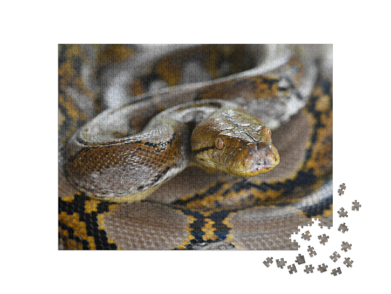 puzzle 1000 dílků „Krajta mřížkovaná, Python reticulatus, Borneo“