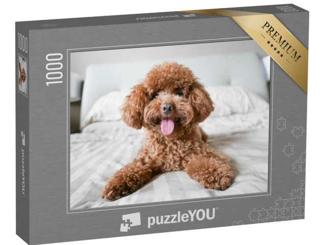 puzzle 1000 dílků „Roztomilý toy pudl na posteli“