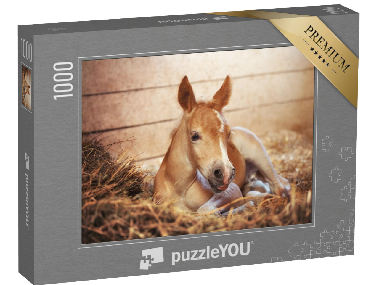 puzzle 1000 dílků „Hříbě haflinga ve stáji“