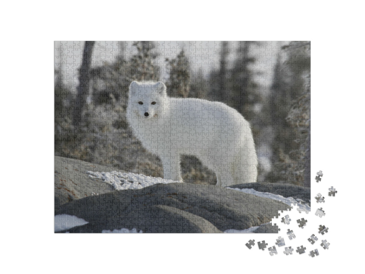 puzzle 1000 dílků „Liška polární, Vulpes lagopus, v bílé zimní kožešině“