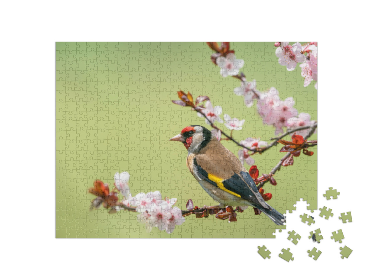 puzzle 500 dílků „Barevný zlatohlávek na kvetoucí větvi“