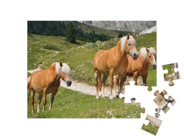 puzzle 48 dílků „Tři haflingští koně na horské pastvině v Jižním Tyrolsku, Itálie“
