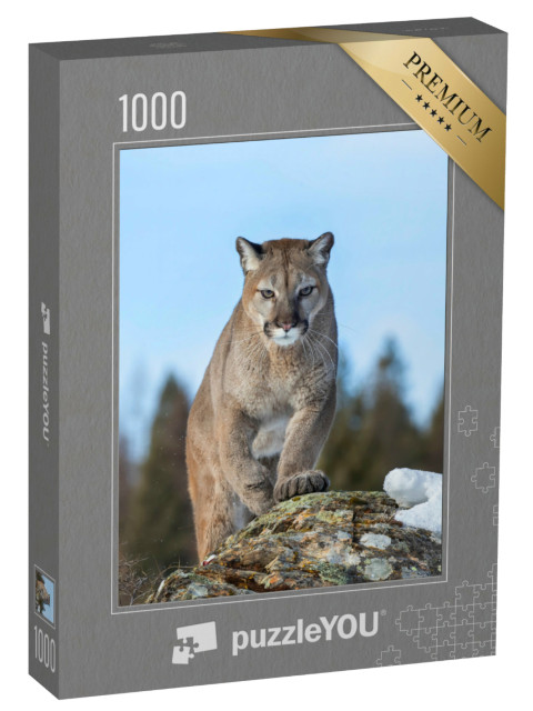 puzzle 1000 dílků „Puma nebo puma v zimě v Montaně, USA“