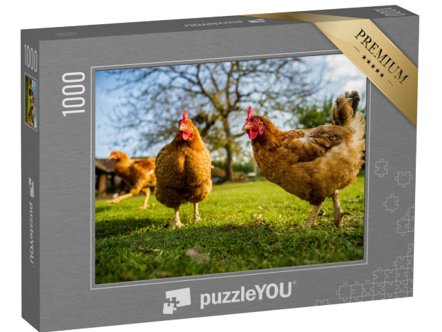 puzzle 1000 dílků „Volný chov kuřat na tradiční drůbeží farmě“