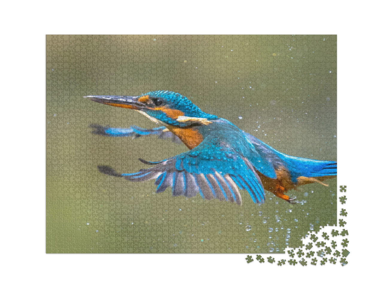 puzzle 2000 dílků „Zimolez královský vylétá z vody po vynoření z vody“