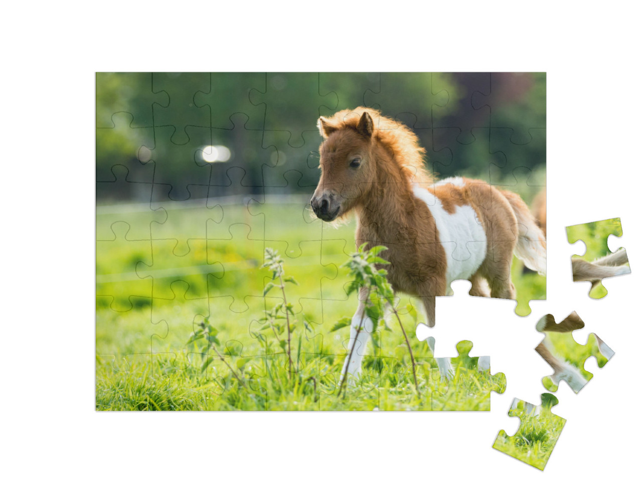 puzzle 48 dílků „Roztomilé shetlandské hříbě objevuje svět“