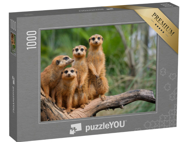 puzzle 1000 dílků „Rodina surikat“