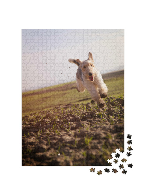 puzzle 1000 dílků „Drátosrstý foxteriér běží rychle po zemitých loukách“