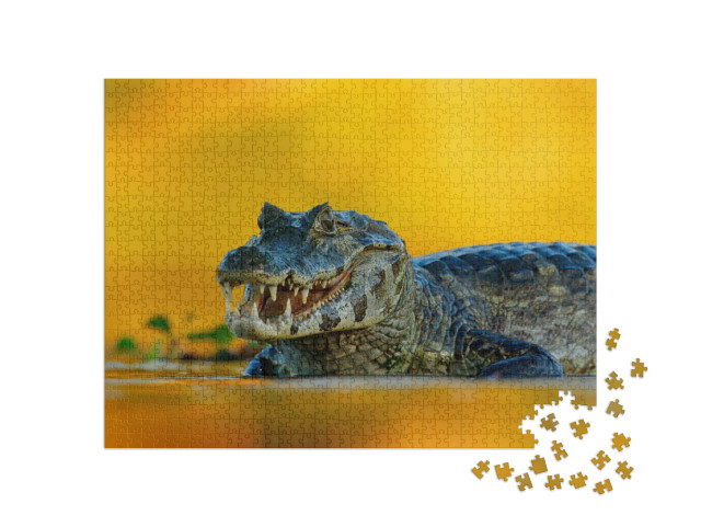 puzzle 1000 dílků „Kajman Yacare, krokodýl v řece, Pantanal, Brazílie“