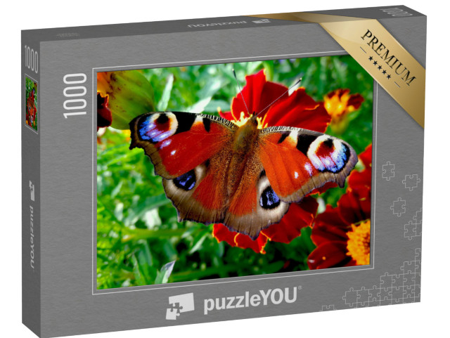 puzzle 1000 dílků „Motýl páv na červeném květu“