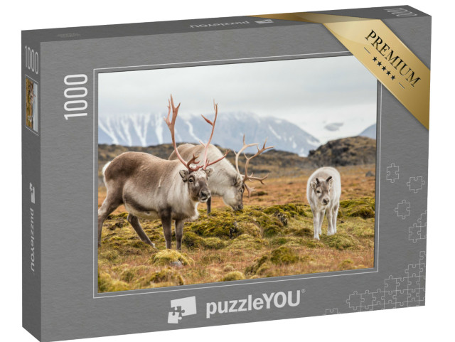 puzzle 1000 dílků „Rodina sobů na pastvě, Špicberky“