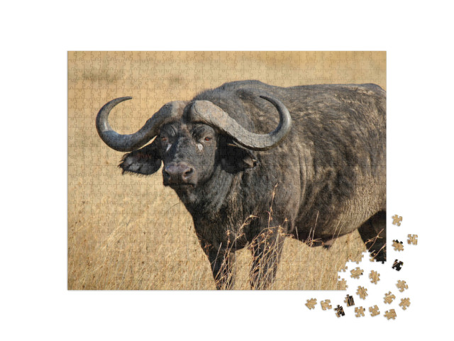 puzzle 1000 dílků „Buvol africký neboli buvol kapský, jeden z velké pětky.“