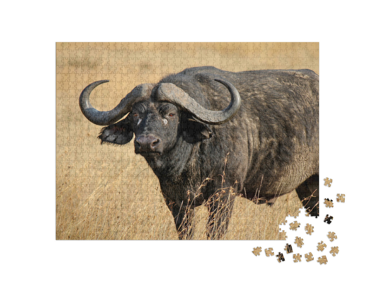 puzzle 1000 dílků „Buvol africký neboli buvol kapský, jeden z velké pětky.“