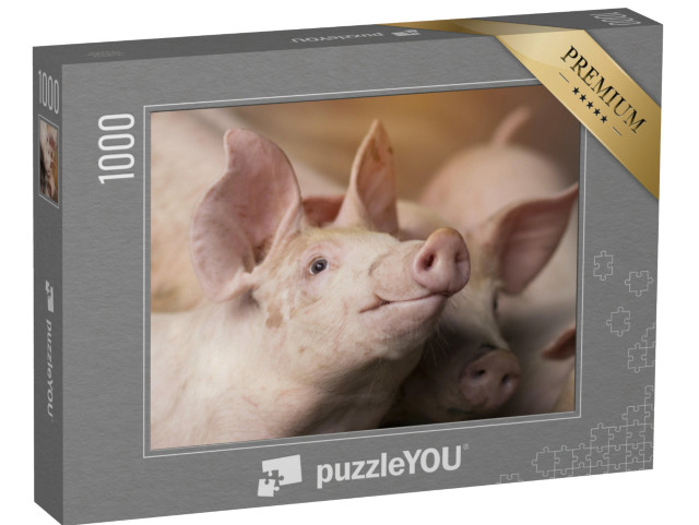 puzzle 1000 dílků „Zvědavá selátka ve stáji“