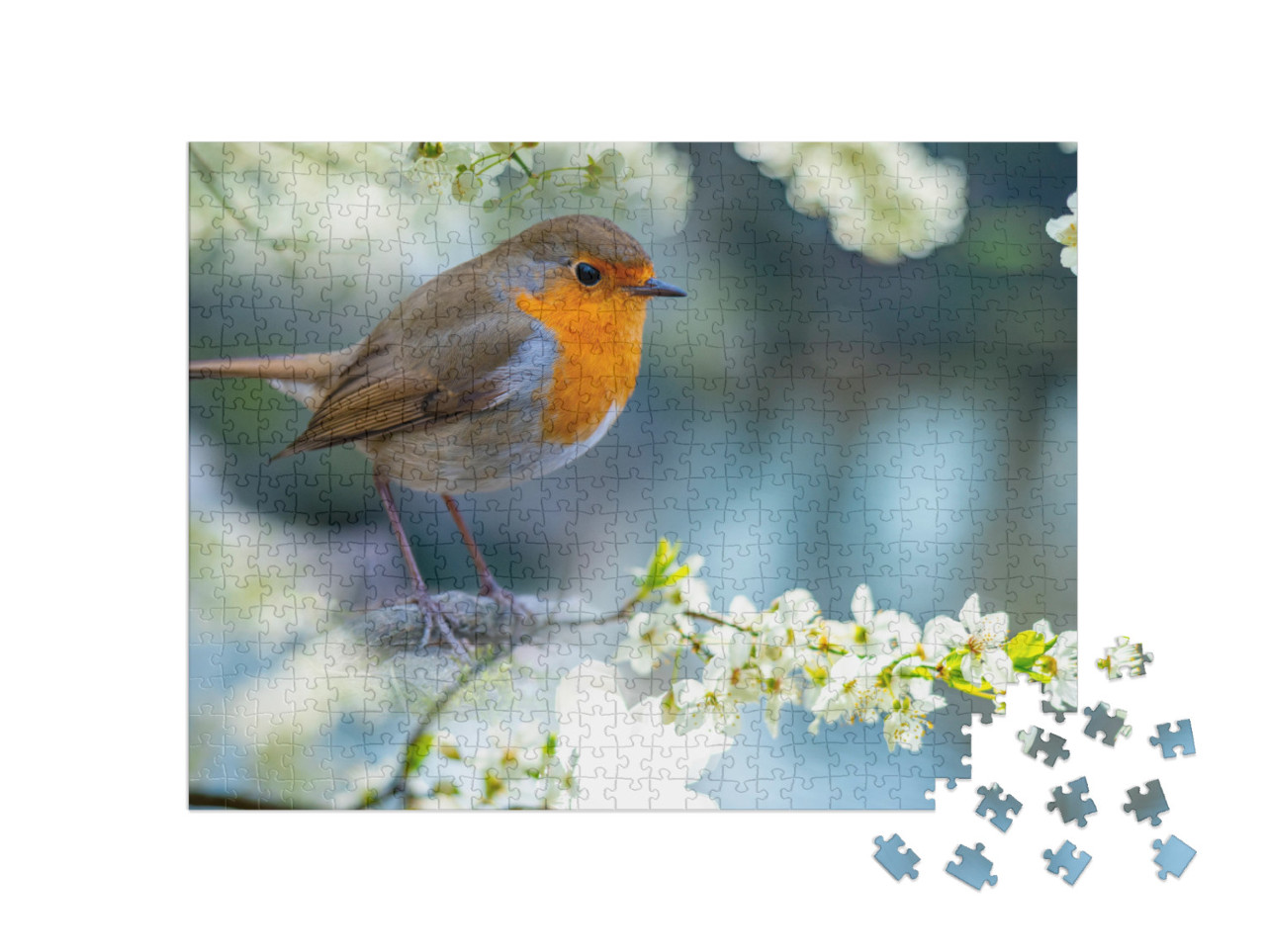 puzzle 500 dílků „Robin na bíle kvetoucí větvi“