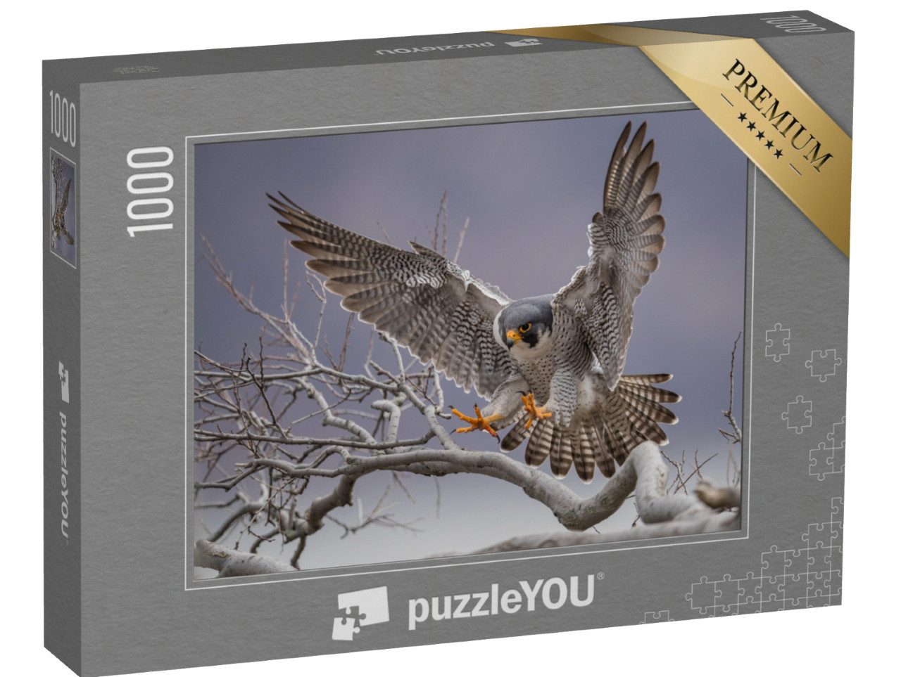 puzzle 1000 dílků „Sokol stěhovavý přistávající na větvi“