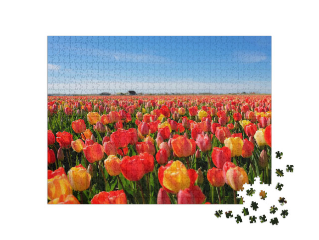 puzzle 1000 dílků „Tulipánové pole, Nizozemsko“