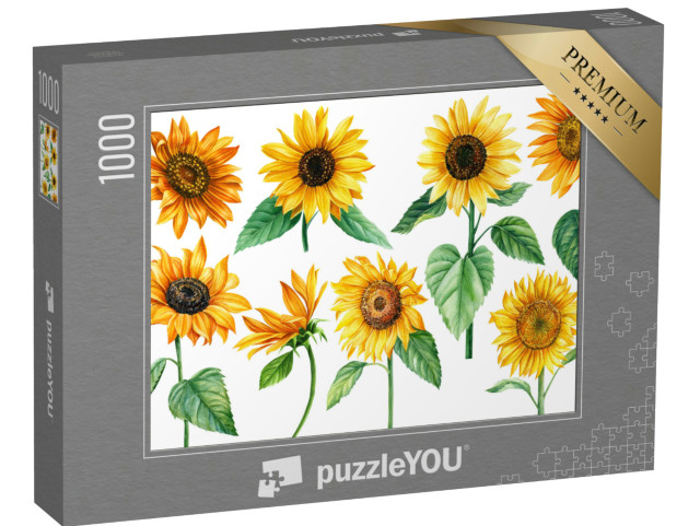 puzzle 1000 dílků „Květy slunečnice na izolované bílé, akvarelová kresba...“