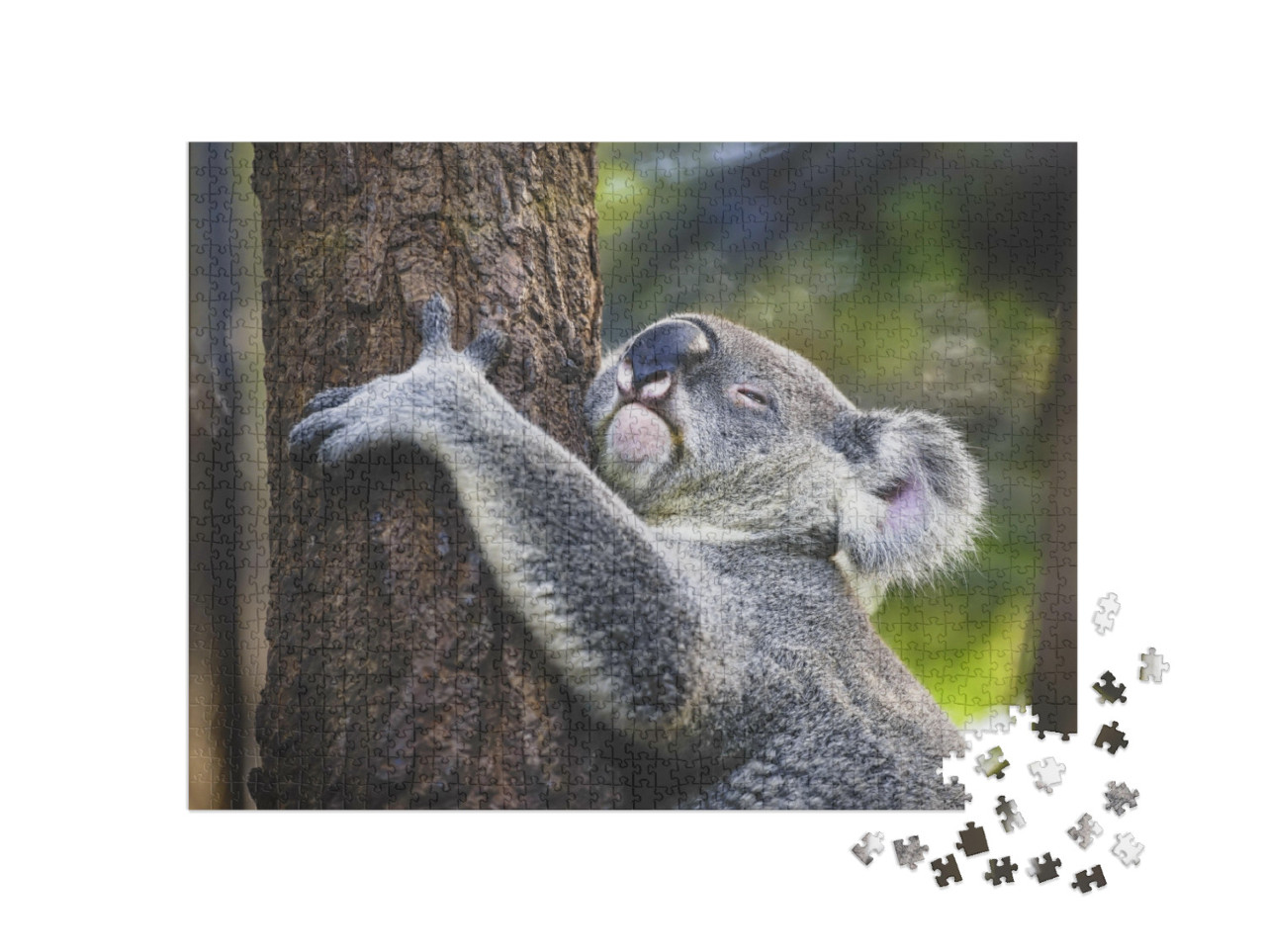 puzzle 1000 dílků „Unavená koala na stromě“