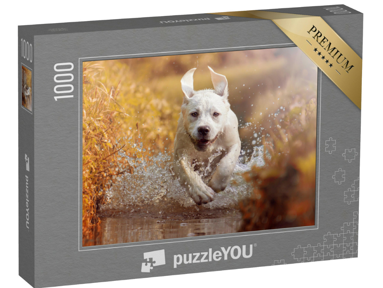 puzzle 1000 dílků „Mladý labrador si hraje v potoce“