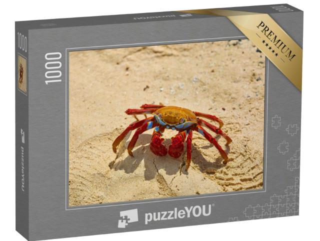 puzzle 1000 dílků „Krab Sally Lightfoot na žlutém písku, Galapágy, Ekvádor“