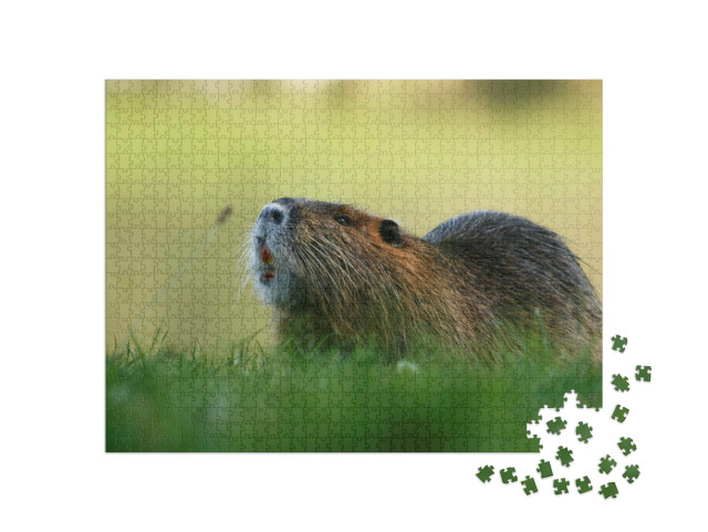 puzzle 1000 dílků „Hlodavec Coypu v trávě“