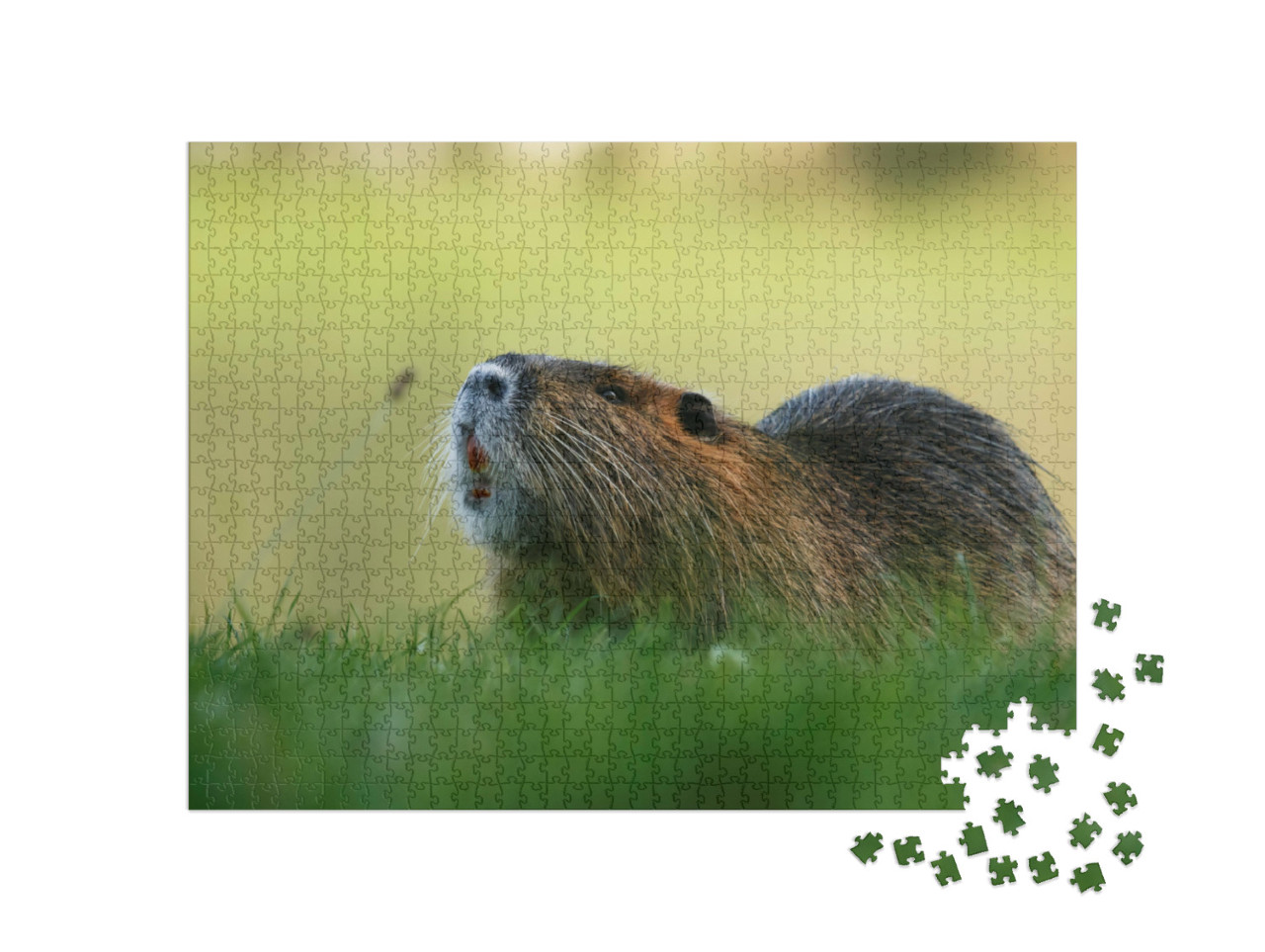 puzzle 1000 dílků „Hlodavec Coypu v trávě“